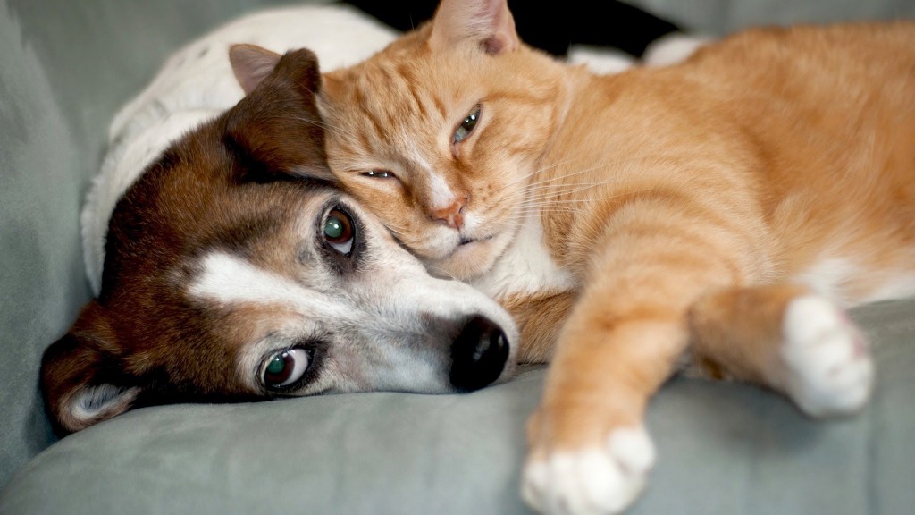 Cats get along better with dogs than with another cat