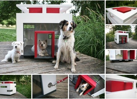 Compelling-features-of-the-best-dogs-for-small-homes