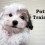 How to potty train a puppy at home with simple tips?