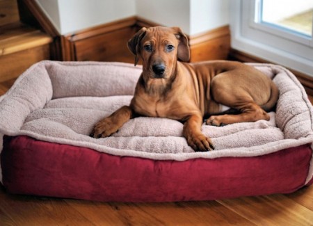 best-dog-bed