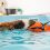 How to Find the Best Canine Hydrotherapy Services Near You