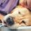 Euthanasia in Dogs – Key Questions About It