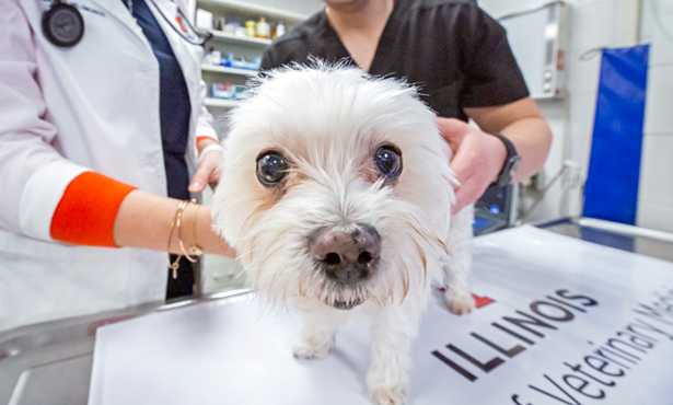 What to Consider When Choosing the Right Veterinary Hospital for Your Pets