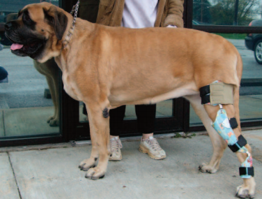 Orthopedic Knee Braces Help Dogs