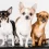 Teacup Chihuahua – All You Need to Know